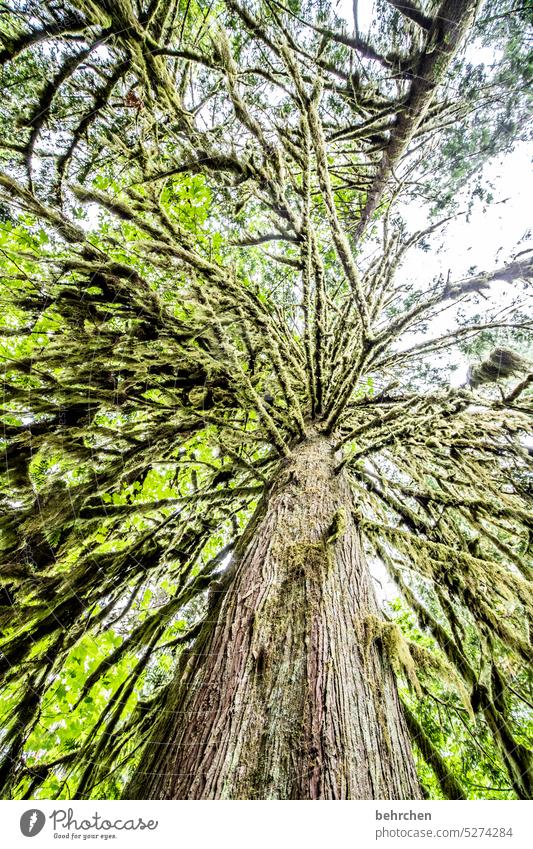 launen der natur | moosbaum besonders beeindruckend Klimaschutz Klimawandel Umweltschutz grün Moos Mammutbäume Mammutbaum Vancouver Island Kanada Wald Bäume