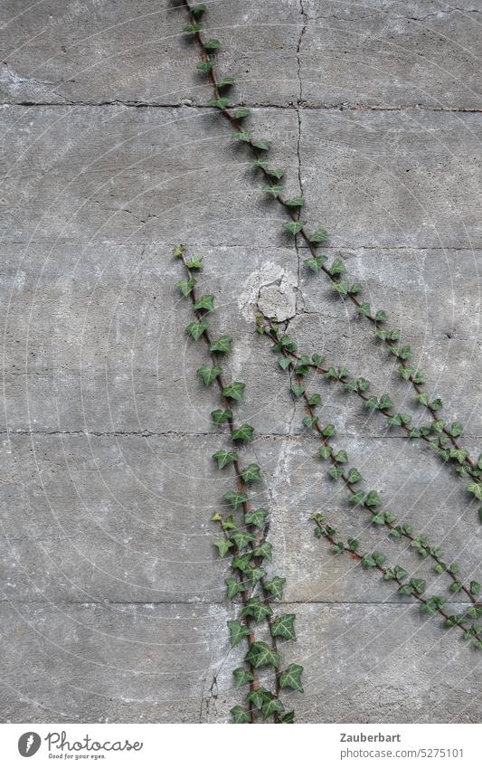 Aufstrebende Efeuzweige ranken sich auf grauer Mauer und bilden Muster Zweig Ranke minimalistisch Wand Pflanze Fassade Wachstum Hoffnung Anfang grün aufstrebend