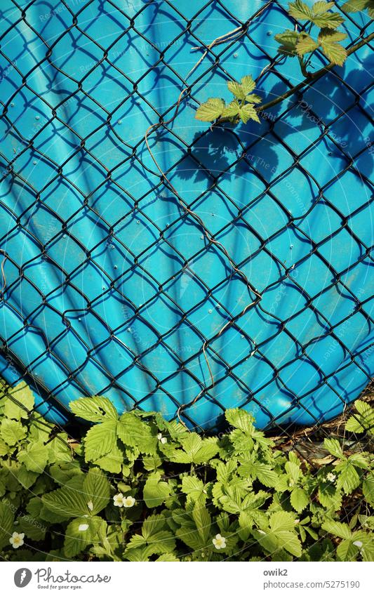 Blaugrüne Koalition Planschbecken Garten blau Pool Design Außenaufnahme menschenleer Schwimmbecken Zaun Maschendrahtzaun verflochten Grenze Sonnenschein Natur