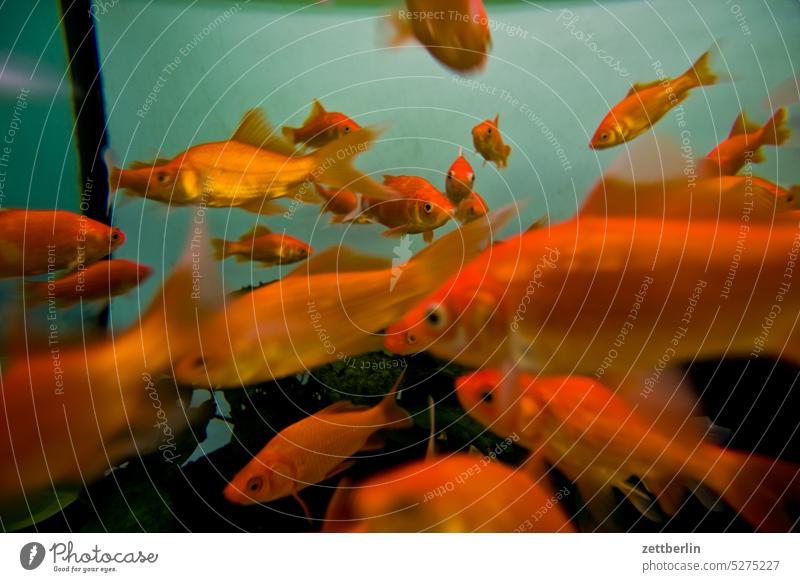 Fische alt aquarium archiv becken fisch fische frisch neu tauchen tiere wasserbecken wohnung zoo zoohandlung tierhandlung aufzucht gruppe familie goldfisch
