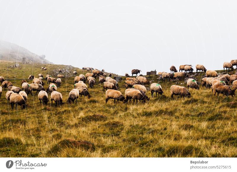 Schafherde beim Grasen auf dem Camino de Santiago Hausziege Ziege Tier Natur Nebel Weide Weidenutzung Landwirtschaft neblig Schwarm Herde Morgen ländlich weiß