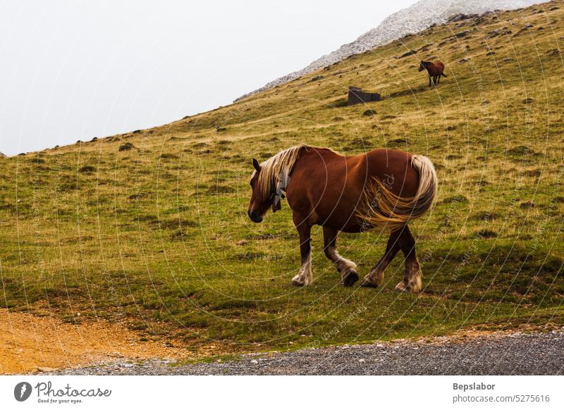 Pferde auf der Weide in den französischen Pyrenäen Natur Frankreich Säugetier Wiese Landschaft Tier Schönheit Gras Weidenutzung grün Borte Reiterin