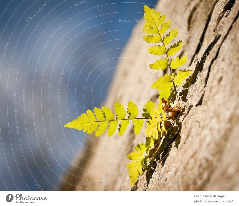 Spätherbst Umwelt Himmel Herbst Schönes Wetter Pflanze Farn Mauer Wand Erfolg frei Glück klein natürlich blau braun grün Frühlingsgefühle Optimismus Kraft Mut