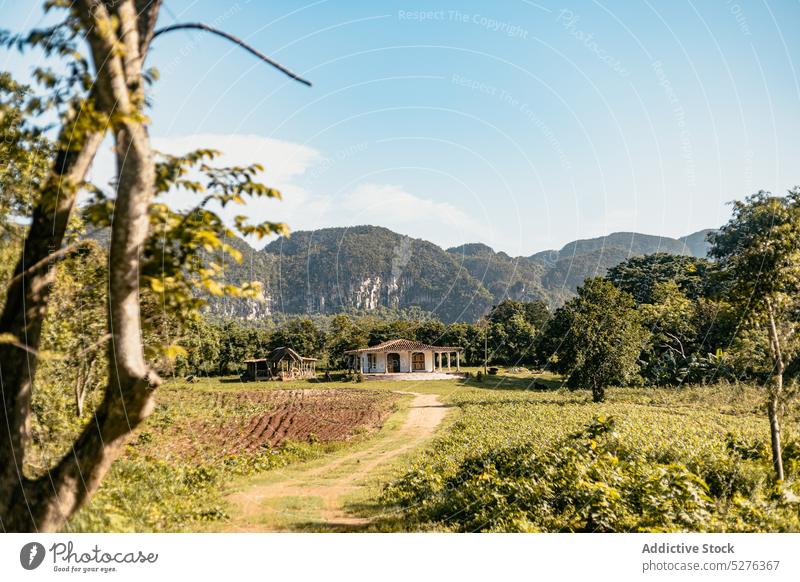 Ländliches Haus mit landwirtschaftlicher Nutzfläche in der Nähe der Berge Dorf Berge u. Gebirge Baum Ackerbau Feld Blauer Himmel Natur Landschaft malerisch Kuba