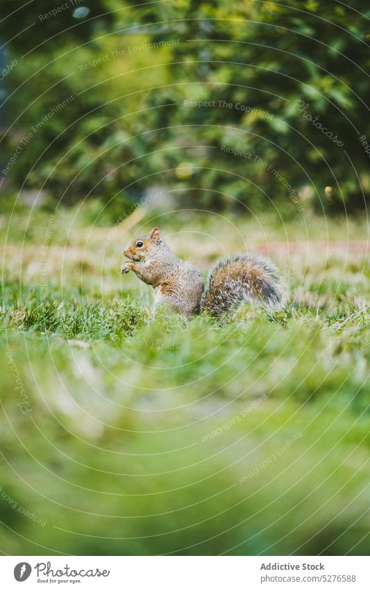 Neugieriges Eichhörnchen auf grüner Wiese sitzend Natur Tier Wald Gras Kreatur Säugetier bezaubernd Fauna Park Tierwelt niedlich Umwelt wild Nagetiere