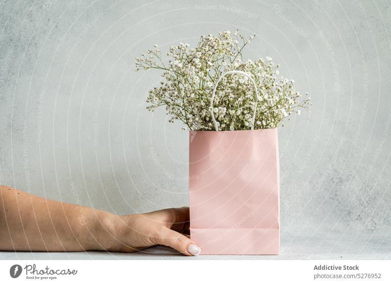 Rosa Papiertüte und weiße Gypsophila Tasche Hand geblümt Schleierkraut (Gypsophila muralis) Psammophiliella Einjähriges Schleierkraut Hintergrund Blütezeit