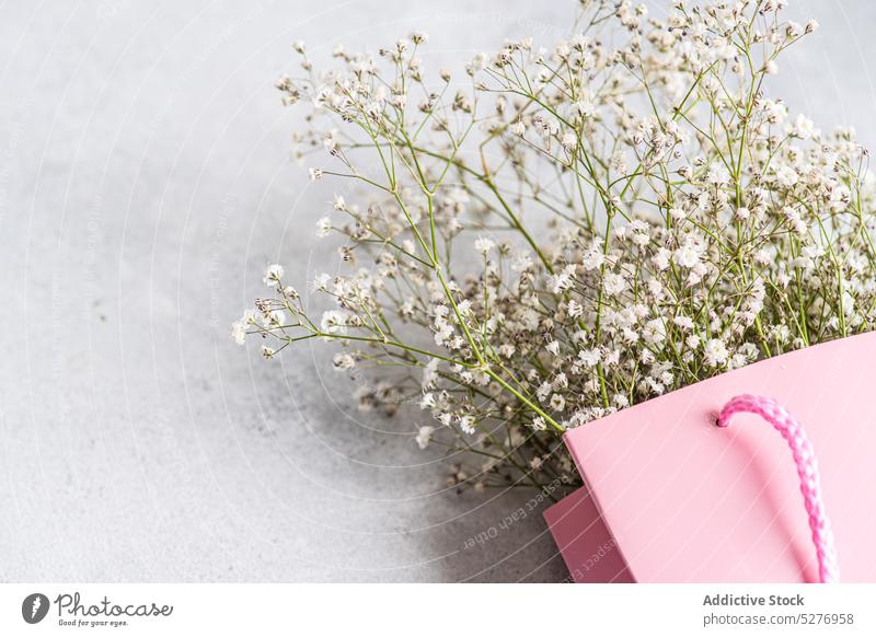 Rosa Papiertüte und weiße Gypsophila Tasche geblümt Schleierkraut (Gypsophila muralis) Psammophiliella Einjähriges Schleierkraut Hintergrund Blütezeit Farbe