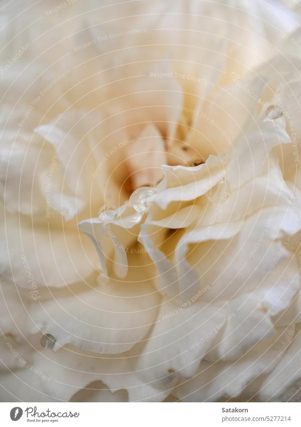 Zarte Prinzessin Miyuki-Rosenblüten als Naturhintergrund Roséwein Blütenblatt filigran Blume Flora geblümt Pflanze gul gulab Makro Pastell Blütezeit Hintergrund