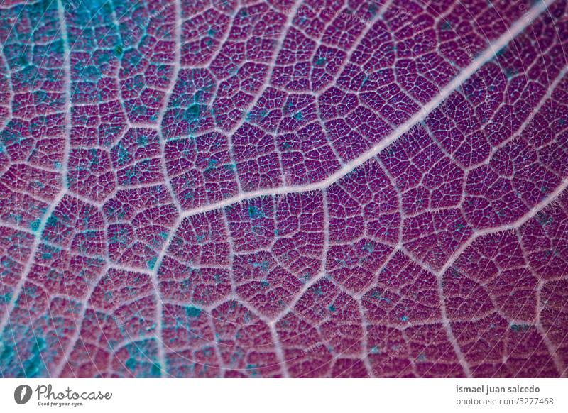 rote und violette Blattadern, Blätter in der Vegetationsperiode, abstrakter Hintergrund Muster Detailaufnahme Makro Venen allein vereinzelt Boden Natur