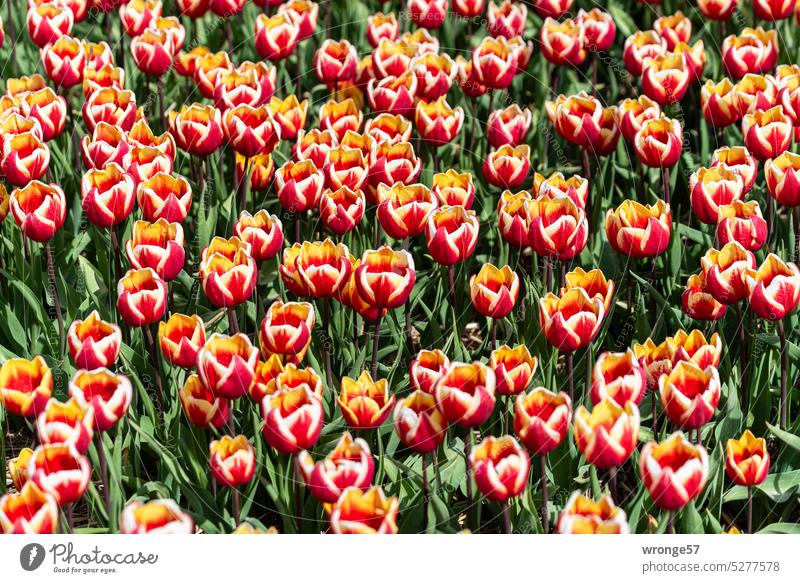 Dicht an dicht - viele mehrfarbige Tulpen auf einem landwirtschaftlichen Feld zur Zwiebelgewinnung Tulpenzeit Tulpenfelder Frühlingsgefühle Tulpenblüte Blühend