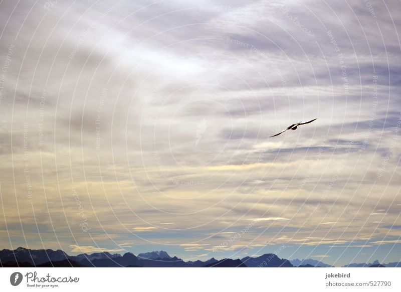 Freebird Himmel Wolken Horizont Alpen Vogel Dohle Alpendohle fliegen oben Höhe Höhenflug Gipfel Silhouette Farbfoto Außenaufnahme Menschenleer