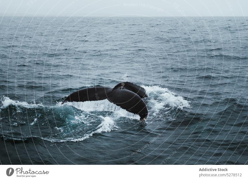 Schwanz eines Wals im Meerwasser schwimmen Wasser Leitwerke platschen winken MEER Wetter marin trist Island Säugetier Kraft riesig Energie Tier Rippeln Seeküste