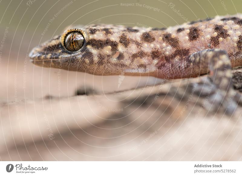 Kleine Eidechse krabbelt auf unebenem Boden Lizard Gecko Reptil Tier krabbeln Tierwelt Bargeld Kreatur Fleck Fleischfresser Natur Zoologie wild Umwelt
