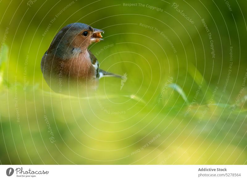 Niedlicher Vogel sitzt auf Gras in der Natur Buchfink Futter Lebensmittel Park Schnabel Tier Sommer niedlich Wiese Lebensraum Fauna Gefieder bezaubernd Tierwelt