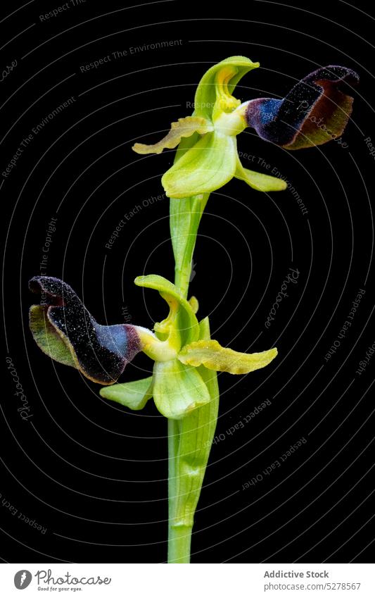 Orchidee mit grünen Blättern im Atelier Blume Ophrys atlantica Blütenblatt Blütenknospen Blütezeit mehrjährig geblümt Botanik sanft Aroma natürlich duftig
