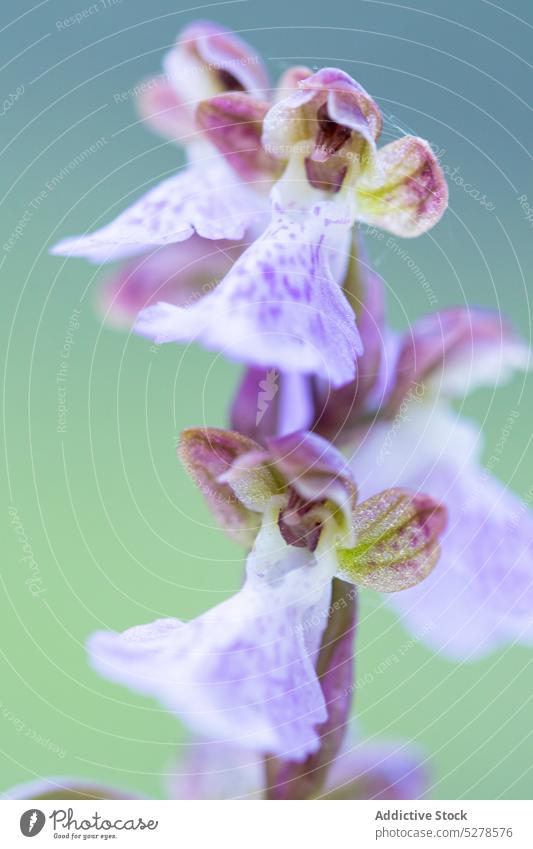 Zarte Blume blüht im Garten Orchidee Blütenblatt Blütenknospen Blütezeit wachsen vegetieren Natur geblümt sanft Wachstum Aroma Botanik natürlich duftig frisch