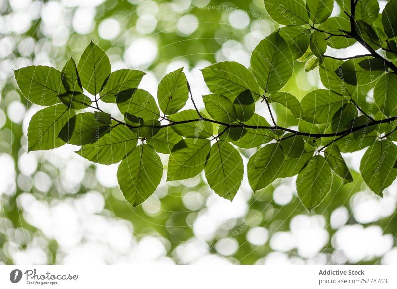 Zweig einer Buche mit Blättern Buchsbaum Baum Natur Blatt Wald grün Flora Wachstum Botanik Laubwerk Sonne Umwelt vegetieren tagsüber Sommer üppig (Wuchs) frisch
