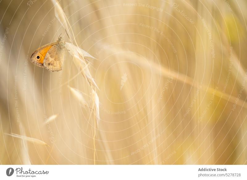 Exotischer Schmetterling auf dünnem Stiel sitzend Hyponephele Lycaon Insekt Natur Umwelt Vorbau Bargeld Fauna Pflanze Kreatur Lebensraum Tierwelt wild