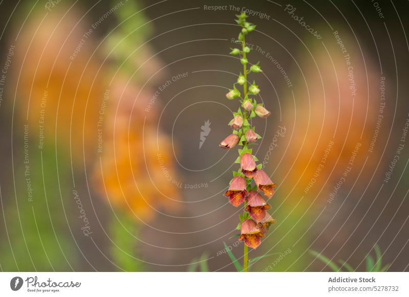 Blühende Blumen im Garten Fingerhut (Digitalis obscura) Blütezeit Vorbau Blütenblatt Pflanze filigran Natur frisch Botanik Flora orange Wachstum duftig geblümt