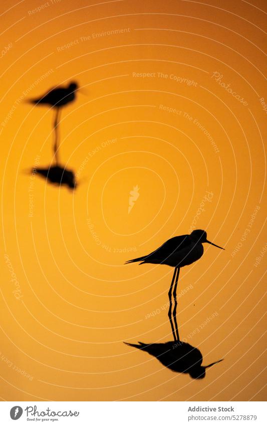 Säbelschnäbler in Pfütze stehend Silhouette Vogel Reflexion & Spiegelung Wasser Recurvirostra avosetta Tierwelt Vogelbeobachtung Sonnenuntergang Ökologie orange