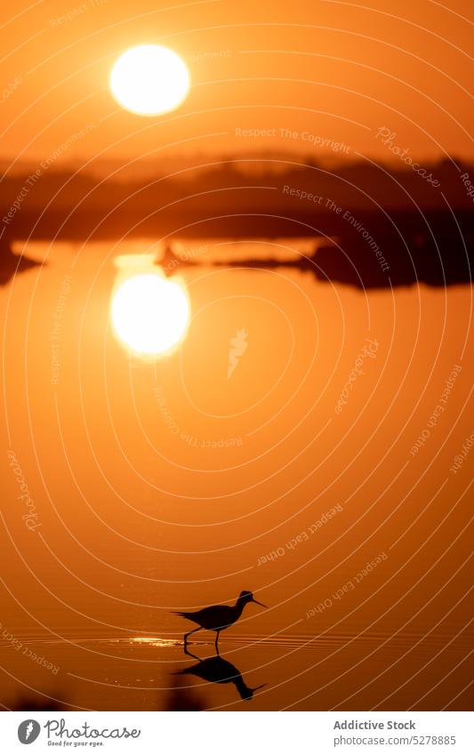 Säbelschnäbler in Pfütze stehend Silhouette Vogel Reflexion & Spiegelung Wasser Recurvirostra avosetta Tierwelt Vogelbeobachtung Sonnenuntergang Ökologie orange