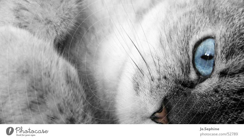 don't stop staring Katze Haustier Hauskatze Tierporträt Katzenauge Tiergesicht Wachsamkeit Blick beobachten Neugier weich blau grau geduldig Detailaufnahme