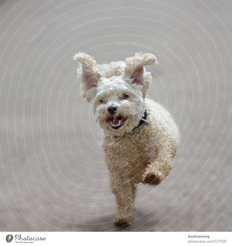 Fliegende Ohren Freude Freizeit & Hobby Tier Haustier Hund 1 Bewegung laufen rennen Coolness dreckig Fröhlichkeit Glück lustig niedlich grau weiß Tierliebe