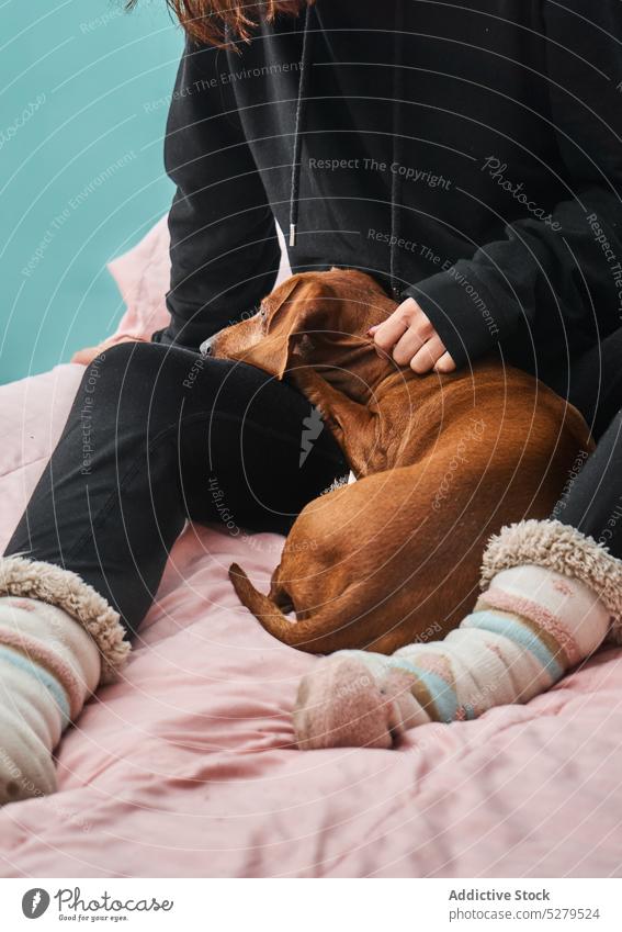 Crop Besitzer umarmt Hund auf dem Bett Frau Umarmung Umarmen Streicheln Dackel Pflege Kraulen kuscheln genießen Tageslicht bester Freund gehorsam niedlich Fauna