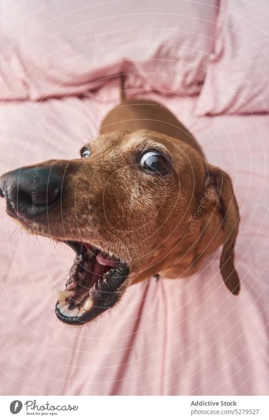 Lustiger brauner Dackel mit geöffnetem Maul Hund spielen spielerisch lustig Spaß Mund geöffnet Herumalbern Spaß haben Dummerchen genießen Bett Eckzahn Haustier