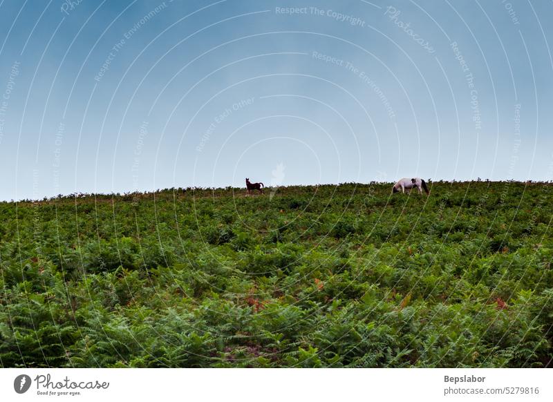 Kleine Pferde grasen auf einer Wiese in der französischen Landschaft Stute Tier Fohlen Rudel pferdeähnlich Reiterin Rind Weidenutzung Bauernhof Gras Viehbestand