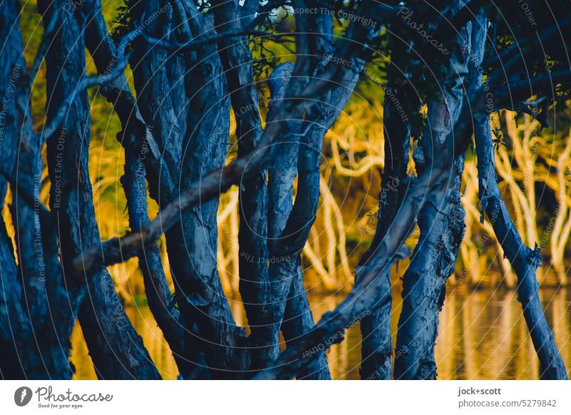 ein See umgeben von Teebäumen Teebaum Stamm Natur Baum Pflanze Borke Rinde Baumrinde Wachstum Baumstamm Strukturen & Formen Schatten Sonnenlicht Seeufer Umwelt