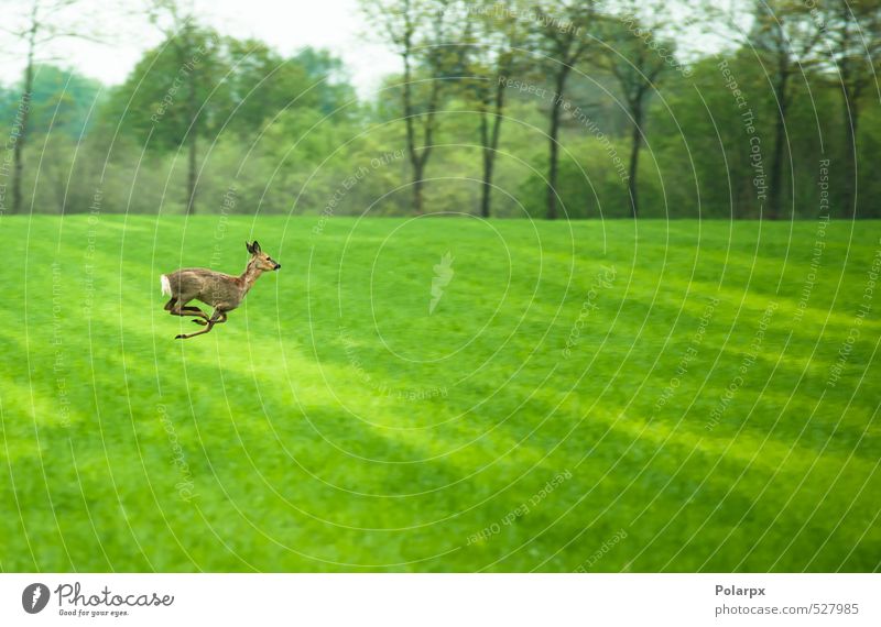 Hirsch auf der Flucht Essen Leben Jagd Safari Sommer Natur Landschaft Tier Himmel Gras Park Wiese Wald Pelzmantel rennen füttern springen frei Freundlichkeit