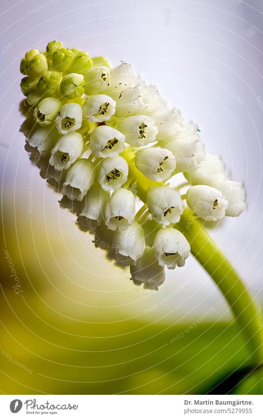 Weiße Form von Muscari armeniacum, der armenischen Traubenhyazinthe, Blütenstand armenische Traubenhyazinthe Blütenstände blühen weiße Form Frühlingsblüher