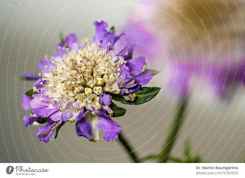 Skabiose, Witwenblume, aus der Familie der Geißblattgewächse,  Blütenstand Scabiosa Sorte Gartenform Staude blühen züchterisch bearbeitet Caprifoliaceae