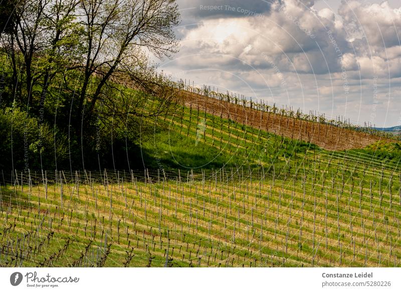 Weinberg Landschaft im Frühling unter wolkigem Himmel Weinbau grün Nutzpflanze Pflanze Weintrauben Außenaufnahme Weingut Weinlese Landwirtschaft Natur Ernte