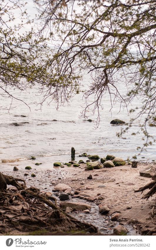 wilder Strand Meer Wasser Natur Sommer Steine steinernes meer unberührt Bäume Ostsee ostseeküste Ostseeinsel Ostseestrand Stimmung Atmosphäre nachdenklich