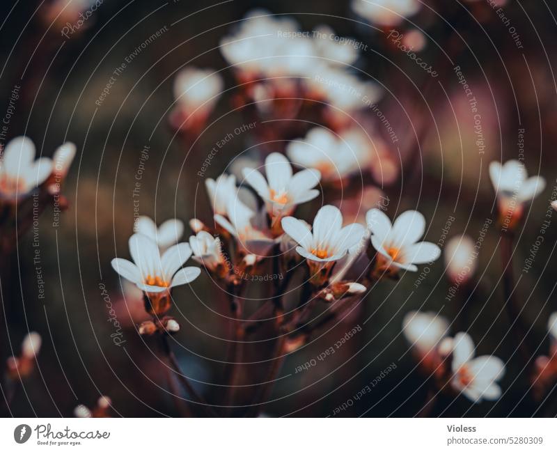 Knöllchen-Steinbrech - Körnchen-Steinbrech - Weißer Steinbrech Blüten Saxifraga krautige Pflanze Blume Blütenmeer