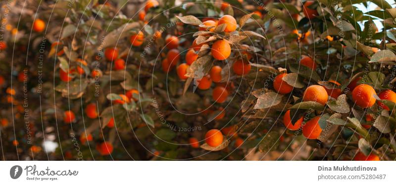 Reife Orangen auf einem Baumbanner orange Frucht reif Ackerbau Transparente horizontal Lebensmittel Gesundheit natürlich Ast organisch frisch Natur süß grün