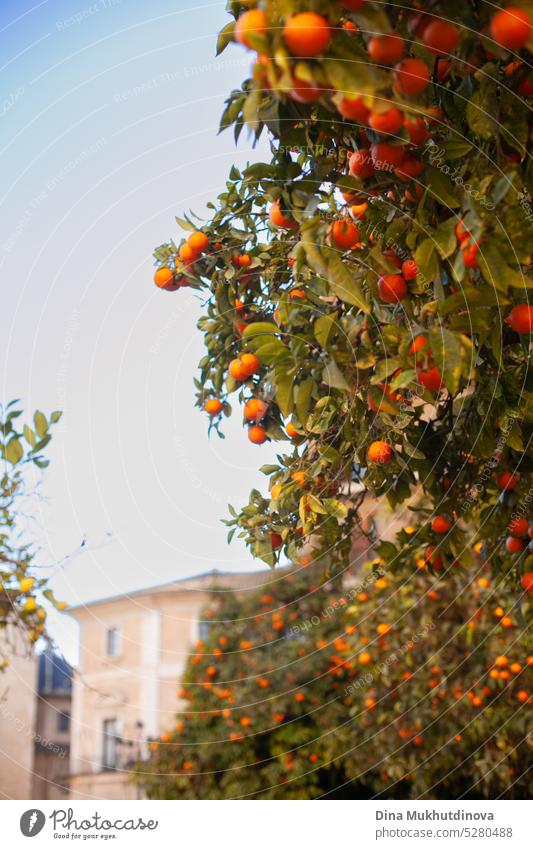 Reife Orangen auf einem Baumzweig an einem sonnigen Tag orange Frucht reif Ackerbau Lebensmittel Gesundheit natürlich Ast organisch frisch Natur süß grün Ernte