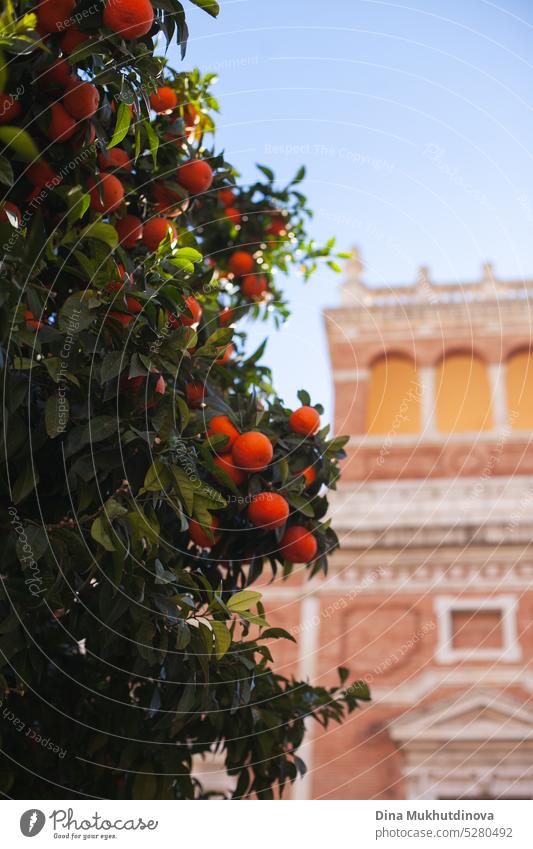 Reife Orangen auf einem Baumzweig mit einer Villa Gebäude auf Hintergrund orange Frucht reif Ackerbau Lebensmittel Gesundheit natürlich Ast organisch frisch