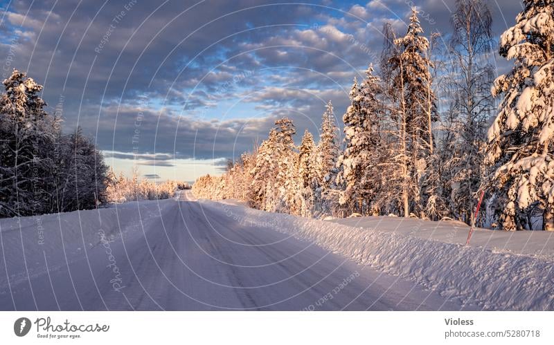 spuren | gen norden fahren II Schweden Lappland Naturreservat Nordschweden Fichte Tannen Winter Frost Schnee Sonnenaufgang Morgenröte schneebedeckt gefroren