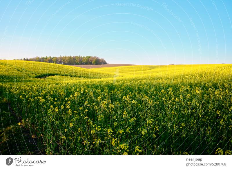 Rapsfeld in sanfter Hügellandschaft Natur Landschaft Weite Horizont blauer Himmel endlos gelb grün Frühling Landwirtschaft Blüte Nutzpflanze Rapsblüte