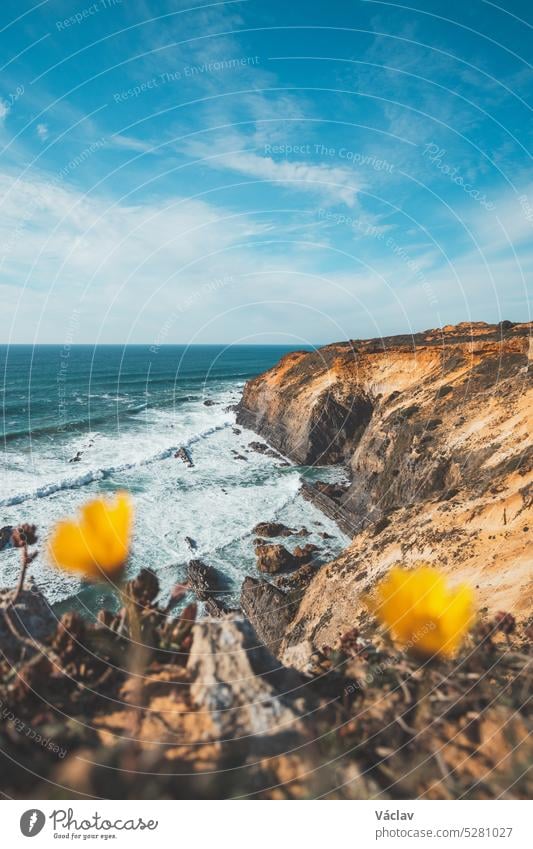 Atemberaubende Klippen an der Atlantikküste. Gelbe Blumen lockern die Szene auf. Region Odemira, Westportugal. Wanderung auf dem Fischerpfad, Rota Vicentina