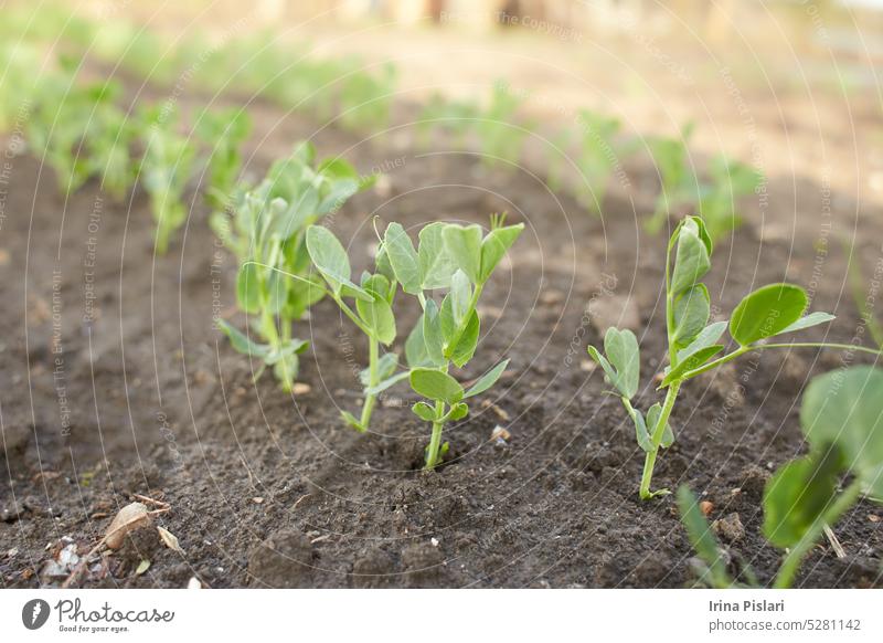 Junge Pflanze von grünen Gemüseerbsen auf dem Boden. Ackerbau Agrarwirtschaft Hintergrund Nahaufnahme Ernte kultiviert Bodenbearbeitung Erde Essen Umwelt
