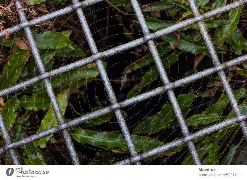 MainFux | Inhaftierter Farn Farnblatt Pflanze grün Gitter Gitterstäbe gefangen Natur Farbfoto Blatt Grünpflanze inhaftiert inhaftierung Außenaufnahme natürlich
