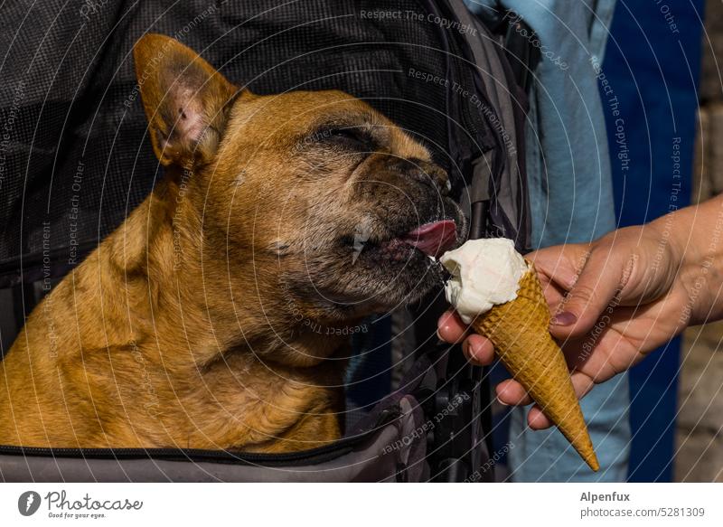 MainFux | Genießer Hund eis essen Tier Speiseeis Sommer kalt Ernährung Farbfoto süß Dessert Hundefutter Eis Lebensmittel lecker Erfrischung gefroren