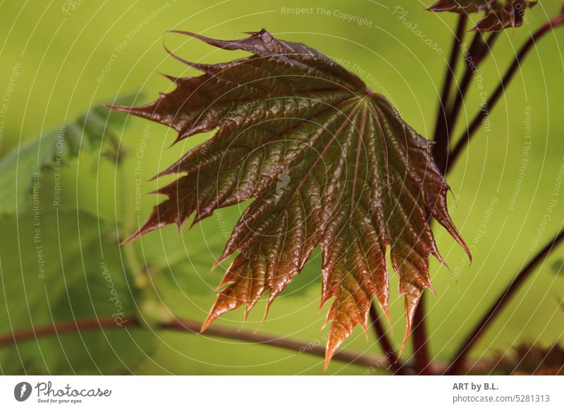 Ein frisches Zierahornblatt natur zierde zierahorn baum zierbaum struktur strukturen geächert fächerahorn aufgefächert