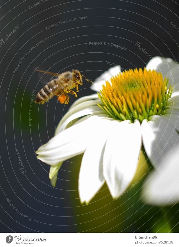 Tanz | mit den Pollen Blüte Roter Sonnenhut Tier Nutztier Biene Honigbiene Insekt Blühend fliegen glänzend leuchten tragen ästhetisch klein schön sportlich gelb