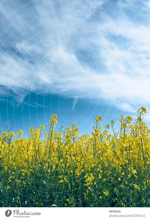 Blühendes Rapsfeld mit Schleierwolken No. 1 Blüten Blumen Rapsöl Energie Futterpflanze Biotreibstoff Frühling Mai Rapsblüte Feld Landwirtschaft Agrarwirtschaft