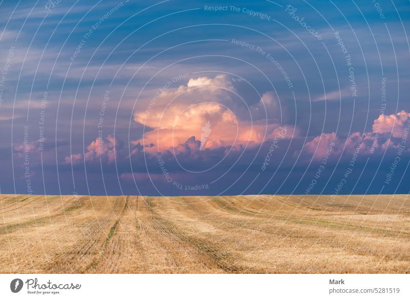 Stoppelweizenfeld nach der Ernte bei stürmischem blauem und violettem Wolkenhimmel, Ungarn Weizen Bartstoppel Feld Ackerland Landwirtschaft Ackerbau Himmel